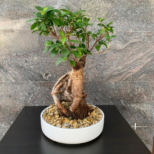 Japanese Bonsai in white vase