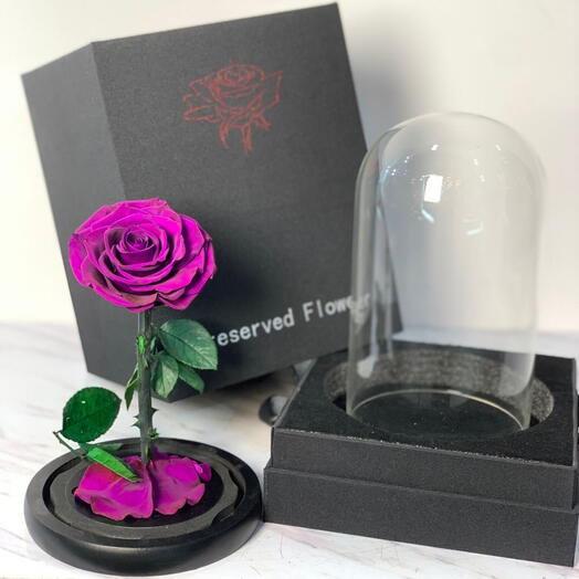 Forever Rose Púrpura