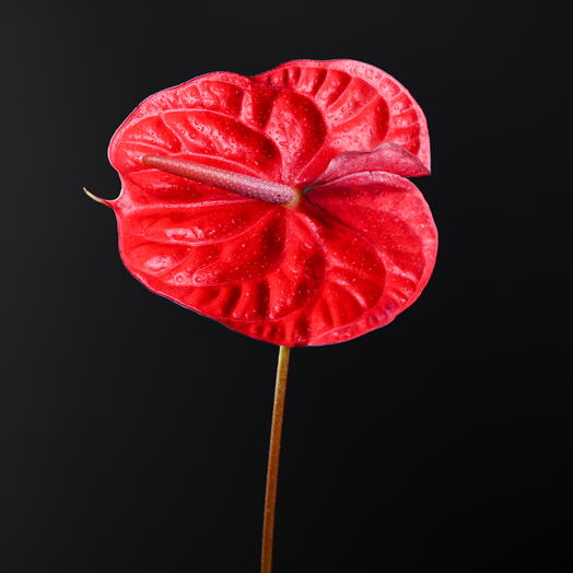 Red Anthurium (Flamingo Flower)-3698
