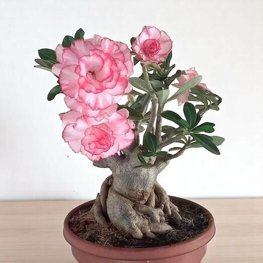 Цветущая элегантность