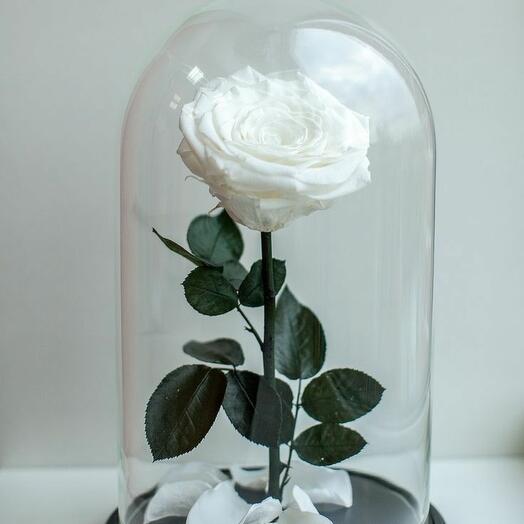 Single White Infinity Rose