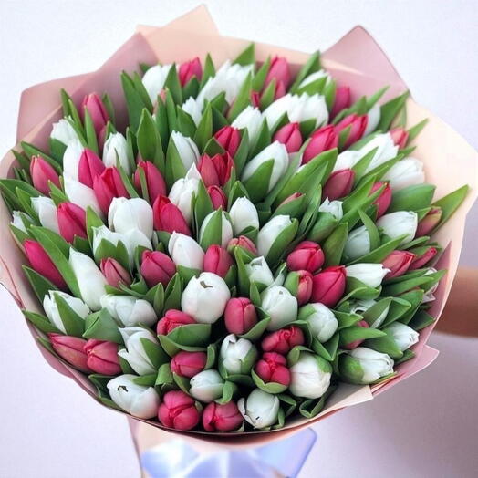101 тюльпан (красные и белые )