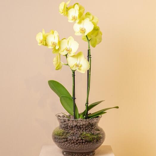 Золотой час