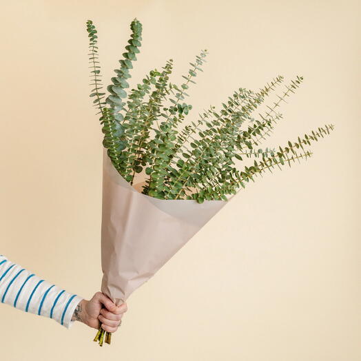 Eucalyptus Bunch