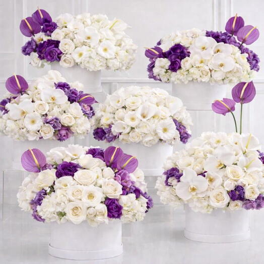 Purple White Royal Luxury Box Set (Set of 6)