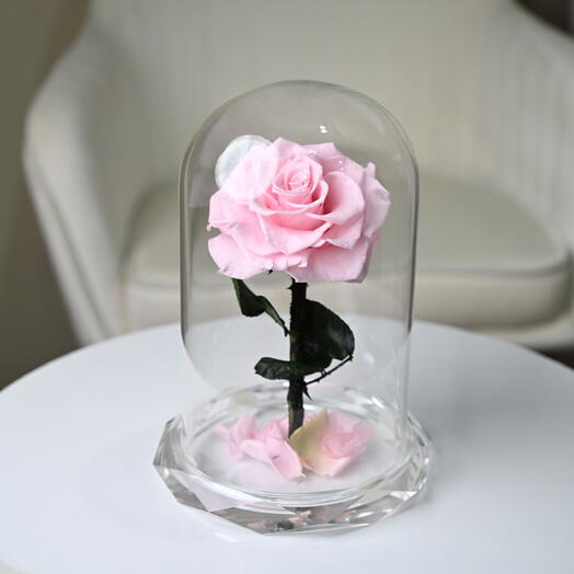 وردة وردية محفوظة خالدة في قبة زجاجية – هدية وردة حقيقية تدوم طويلاً لأعياد الميلاد   والذكرى السنوية