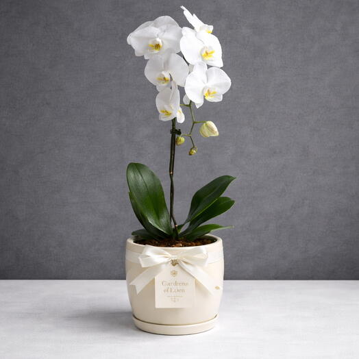 White Phalaenopsis Orchid Plant - 1 stim