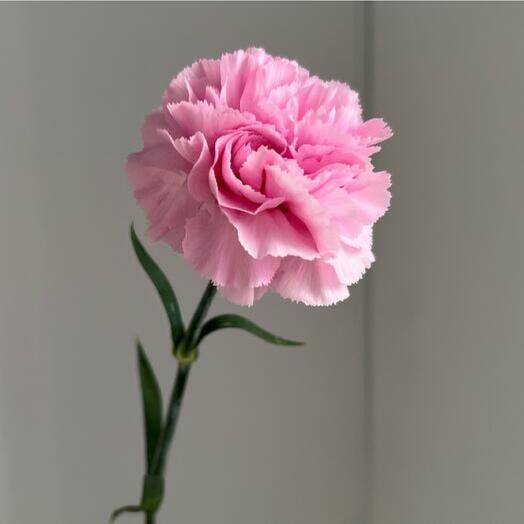 Pink carnation-0748