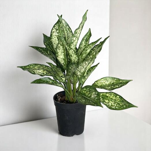 Aglaonema Green (Chinese Evergreen)