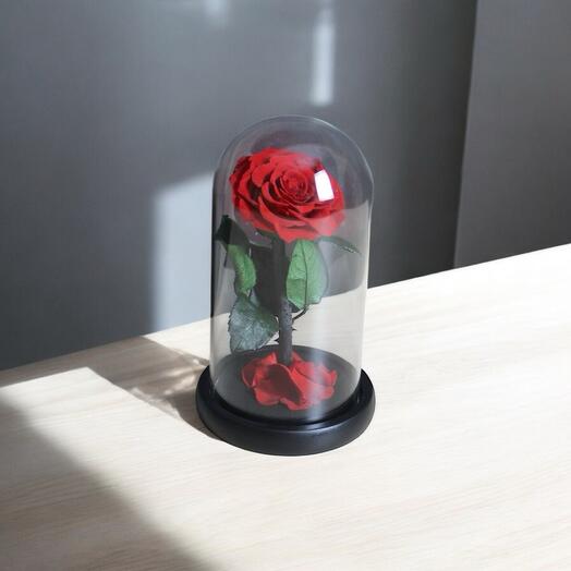 Красная вечная роза