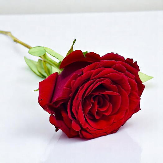 Классическая одиночная красная роза – символ вечной любви