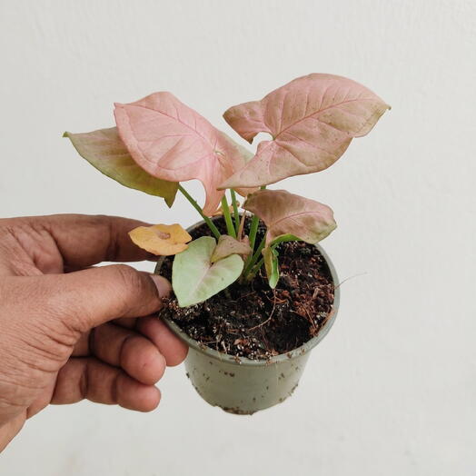 Syngonium rosa