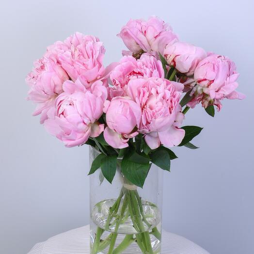 Peony Sarah Bernhardt -562