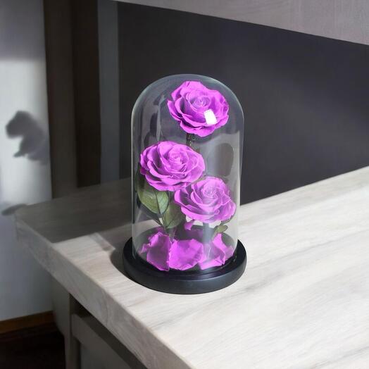 Purple Infinity Roses