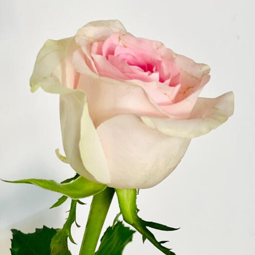 Sweet Revival Pink Rose Stem 50cm