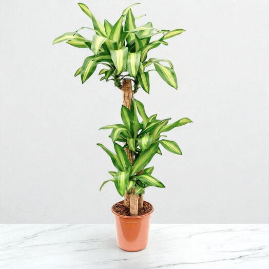 Dracaena Massangeana