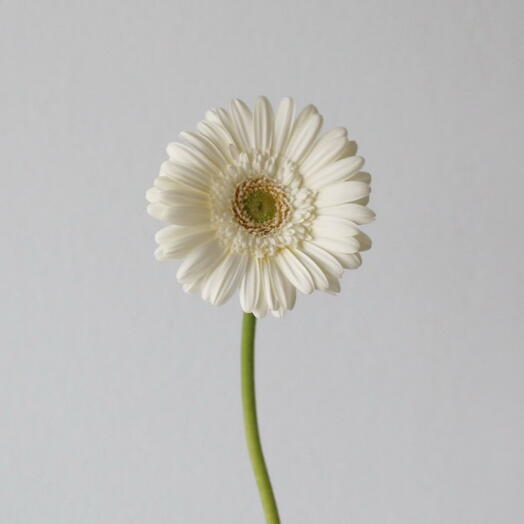 Gerbera White