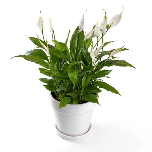Peace Lily - Spathiphyllum