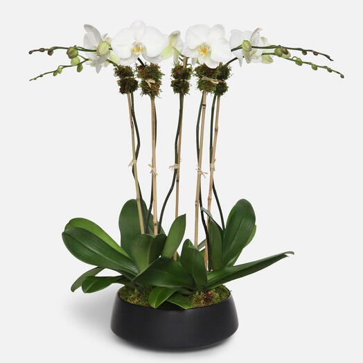 Белый фаленопсис, 5 стеблей