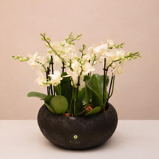 NATURE OF WHITE: Mini Orchid Double Stem White Plant Arrangement