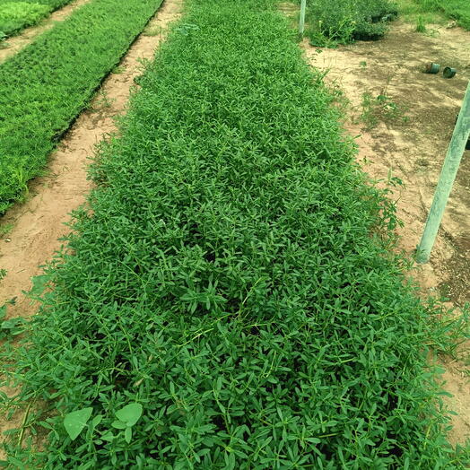 Sesuvium Green 10-20CM (1x50 Pack)