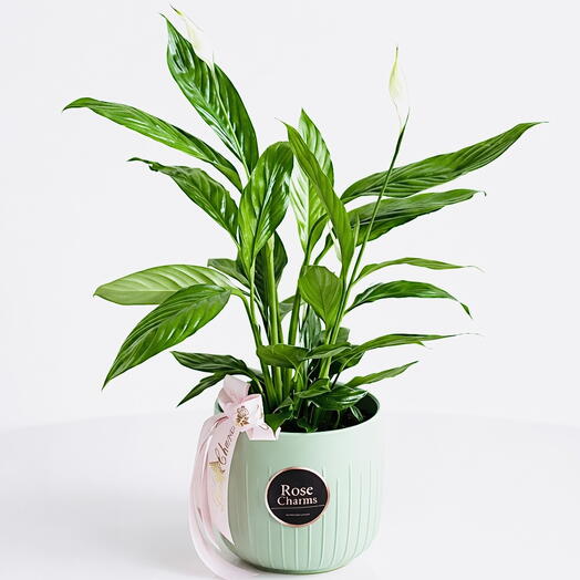 زنبق السلام سباثيفيلوم نبات داخلي