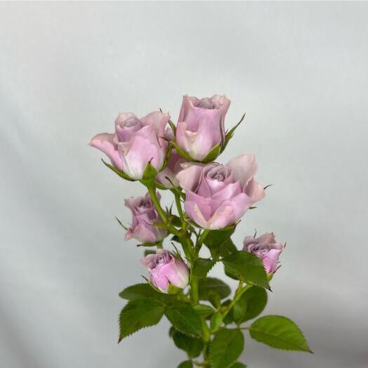 Light Purple Spray  Rose-2512