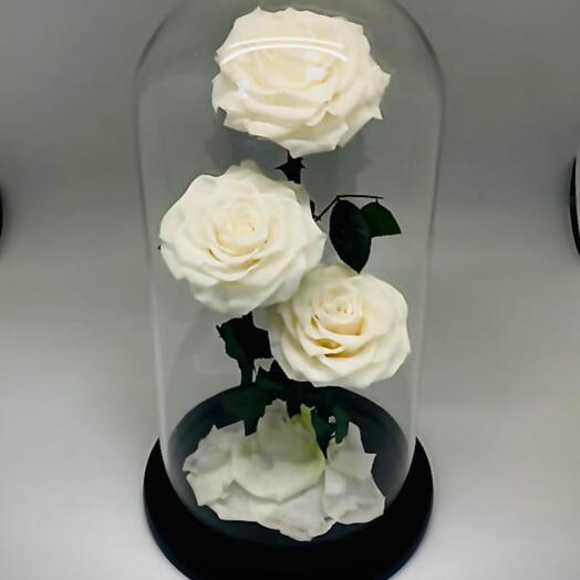 Preserved Roses White