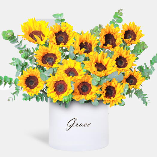 Girasol En Caja Extra Grande