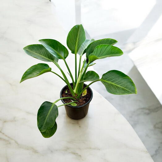 Philodendron Green Princess