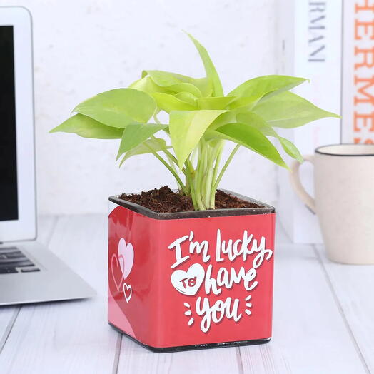 Golden Money plant in Im lucky to have you vase