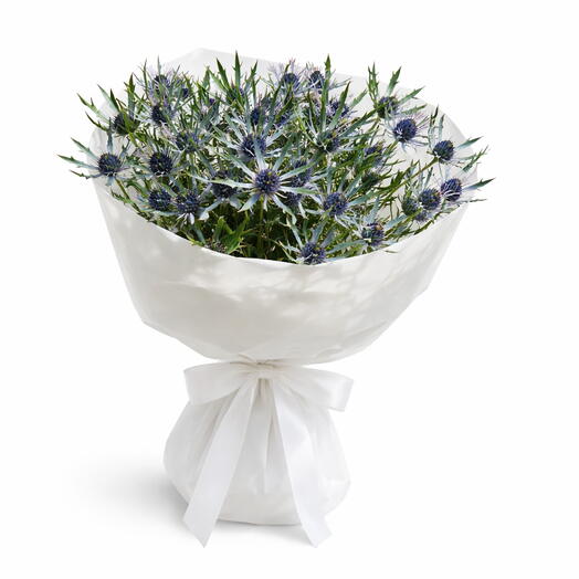 15 Eryngium in White