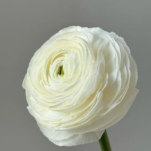 Белый ранункулюс