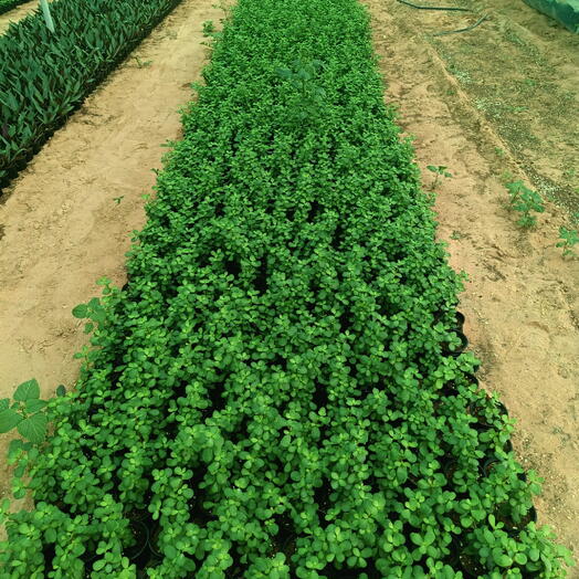 Portulaca Afra 10-20CM (1x50 Pack)