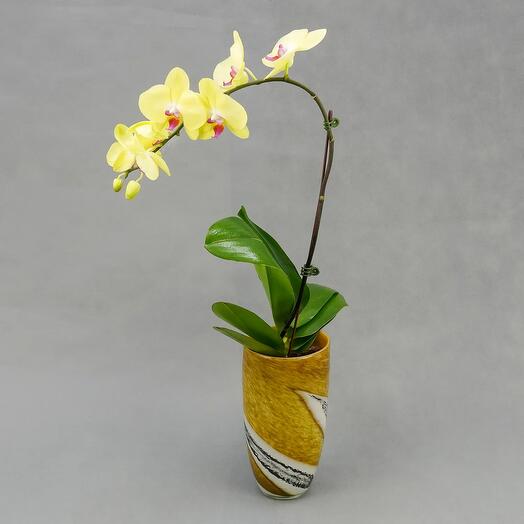 Yellow Orchid with Premium Vase