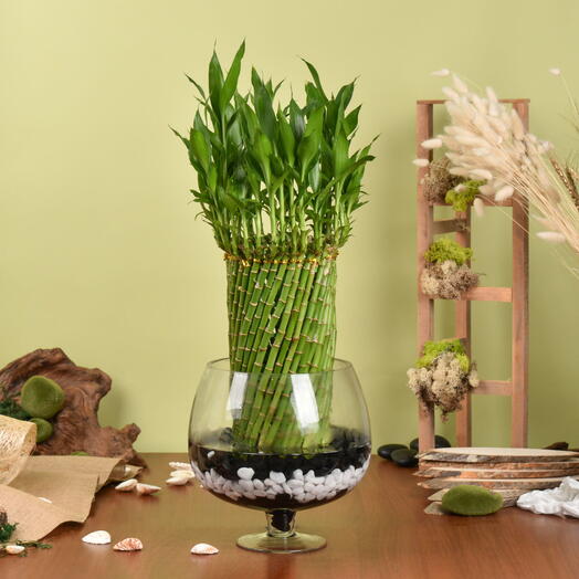 Planta grande de bambú de la suerte en forma de rueda