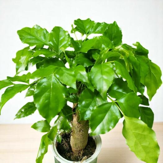 Китайская кукла