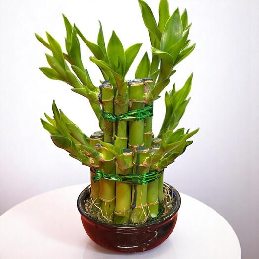 Small 2-Tier Lucky Bamboo – Compact Feng Shui Plant for Good Fortune