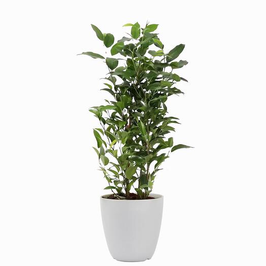 Ficus Benjamina Natasja Plant