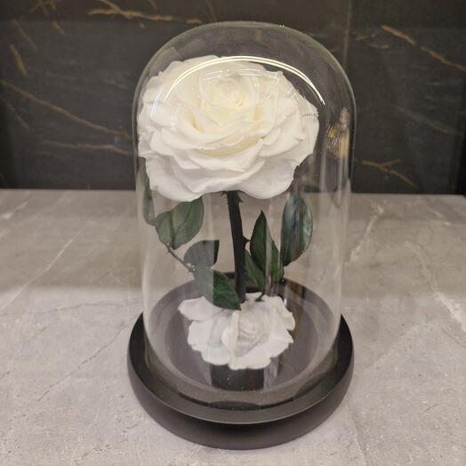 Чистая белая вечная роза