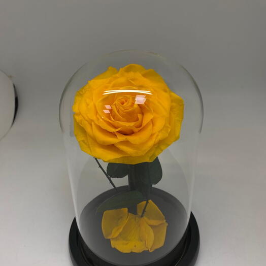 Rose Yellow Preserved
