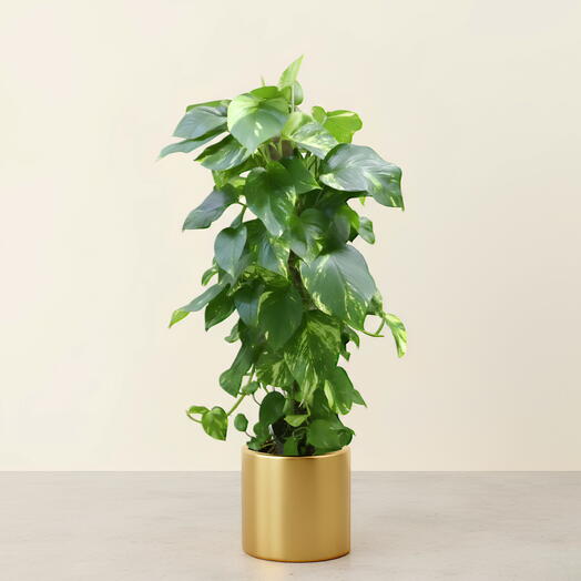 Потос– Элегантное растение