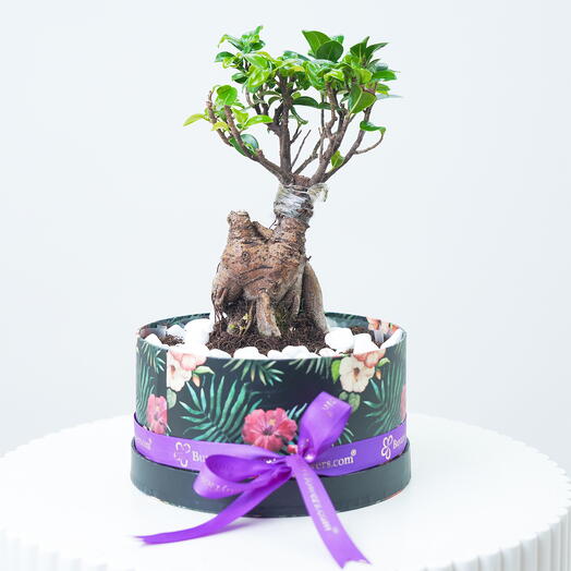 Мини-бонсай в коробке