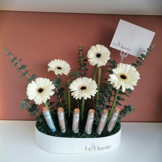 تنسيق نقود بزهور أقحوان جربيرا البيضاء الأنيقة