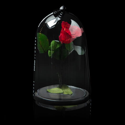 Одна вечная роза