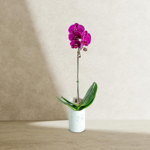Pink Phalaenopsis in Marble vase
