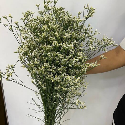 White limoniums bunch