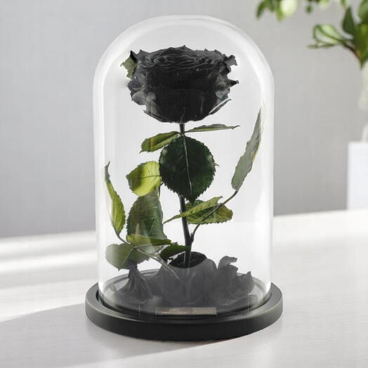 Чёрные стабилизированные розы в стеклянном колпаке одинарный