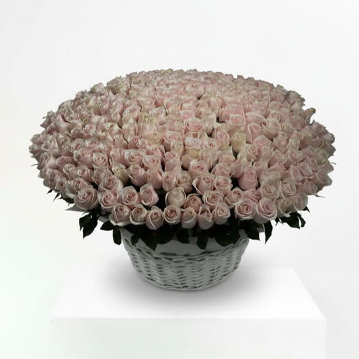 300 Light Pink Roses Big Basket