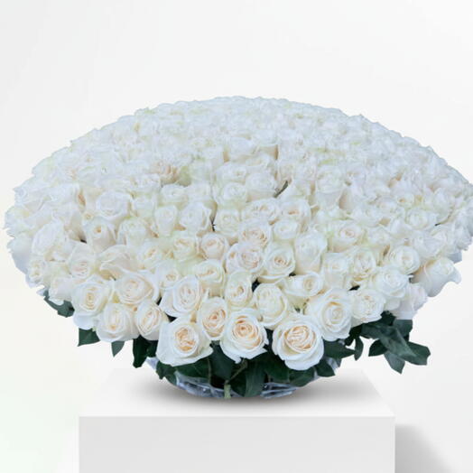 300 белых эквадорских роз большая корзина